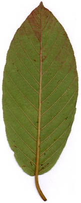 <i>rhamnus3</i> scan