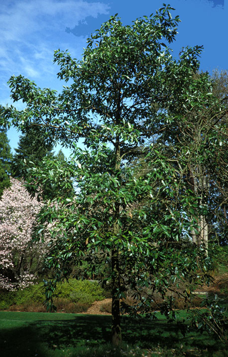 sweetbay magnolia tree pictures. Evergreen Sweetbay tree photo