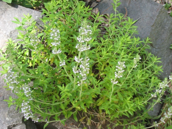 Thymus pannonicus flowering