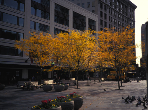 Westlake Park honeylocusts October 1990