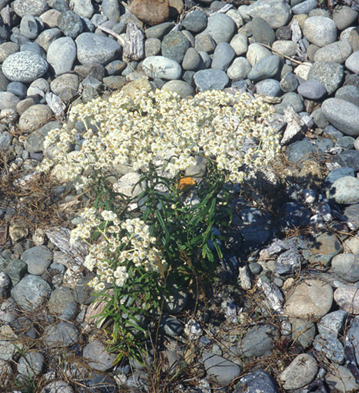 Pearly Everlasting