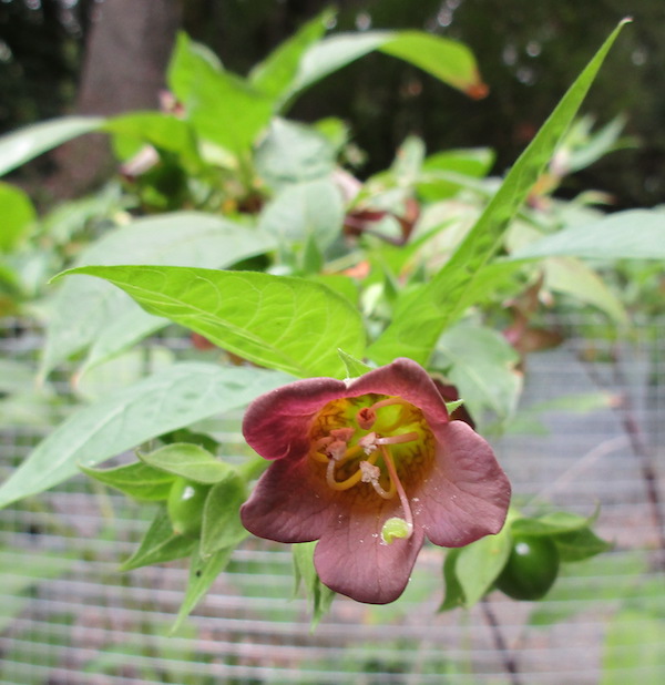 Atropa flower and unripe berry