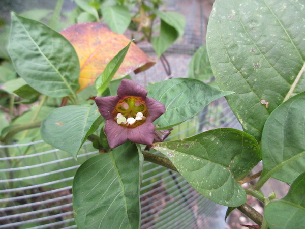 Atropa flower