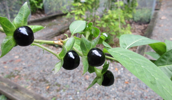 Atropa ripe berries