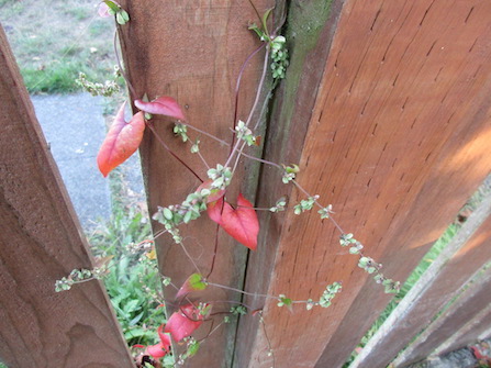 Black Bindweed Fall color