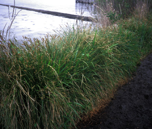 Carex Cusickii