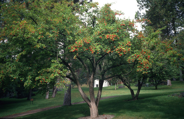 Crataegus pinnatifida