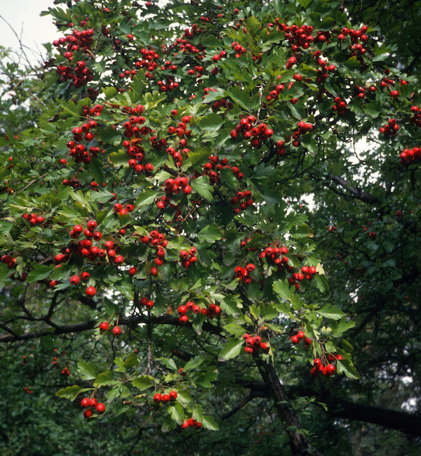 Crataegus pinnatifida