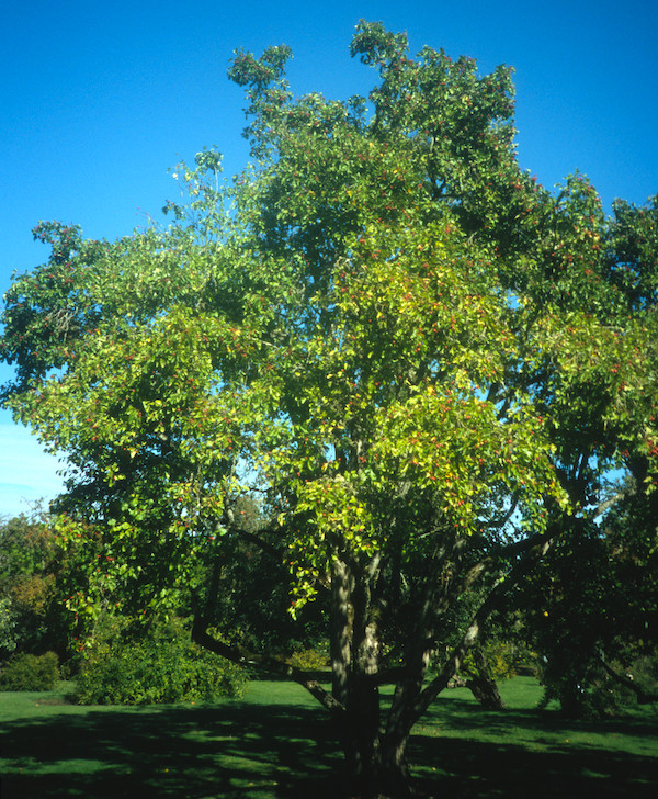 Crataegus pinnatifida