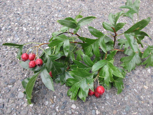 Crataegus pinnatifida