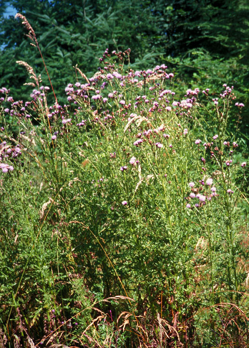 Canada Thistle