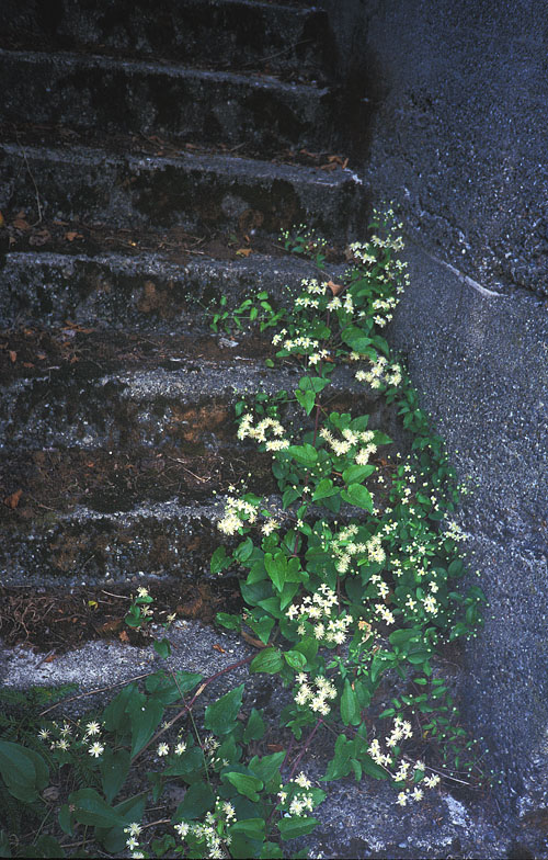 Clematis Vitalba