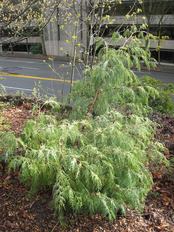 Cupressus cashmeriana