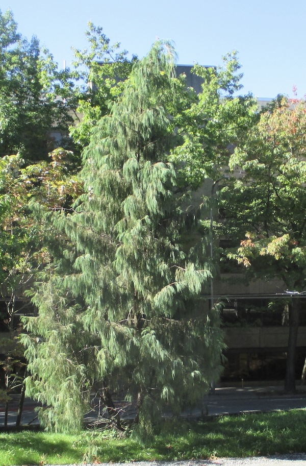 Cupressus cashmeriana
