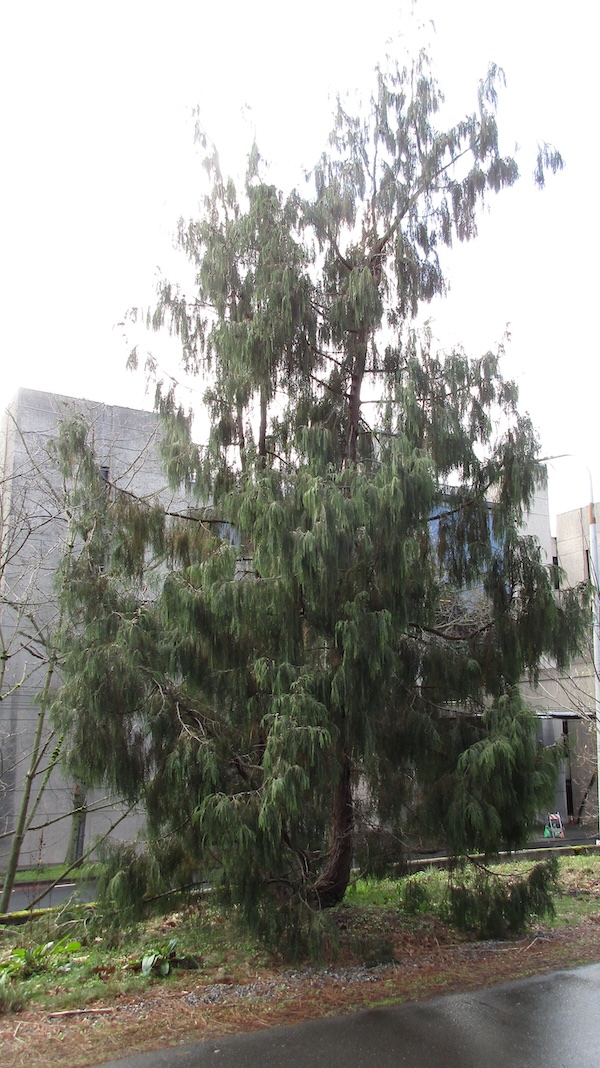 Cupressus cashmeriana