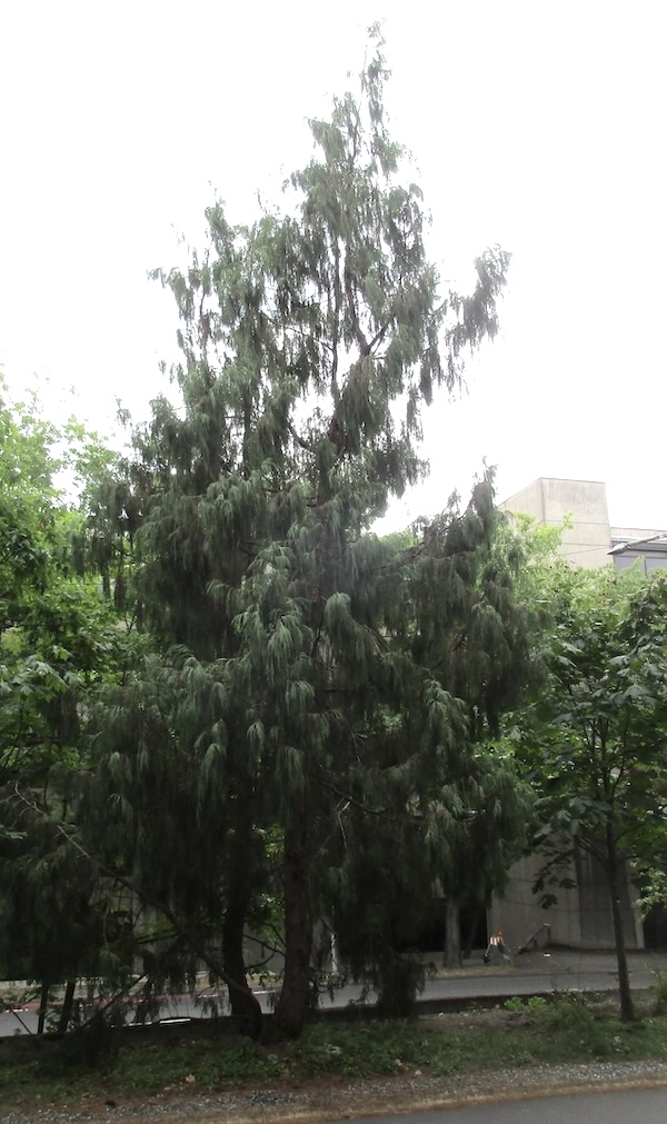 Cupressus cashmeriana