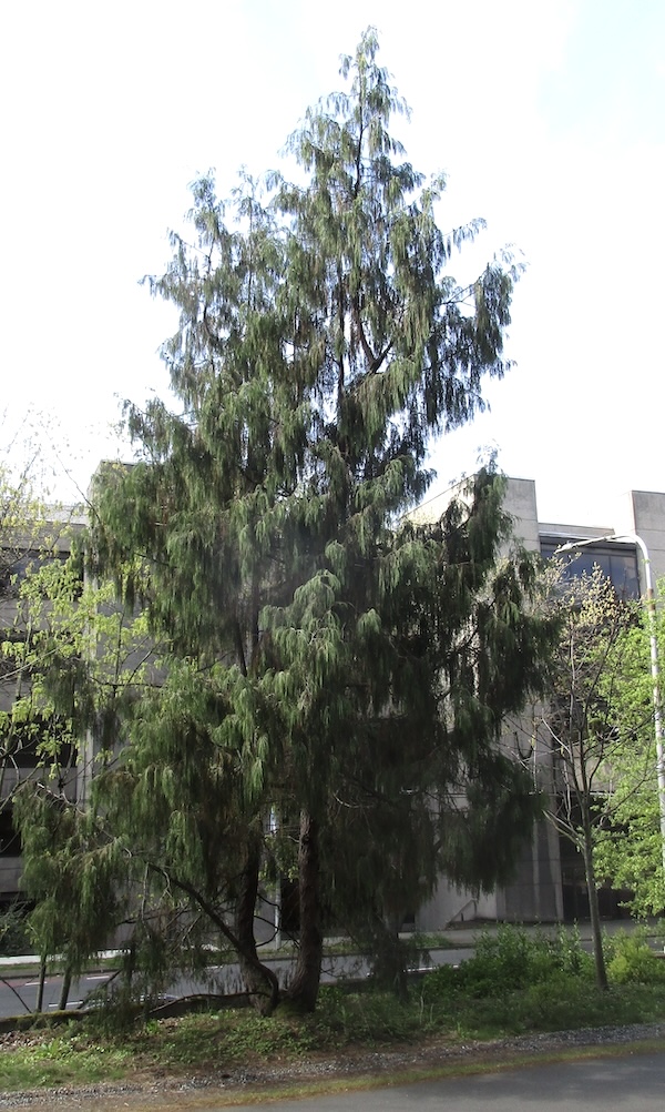 Cupressus cashmeriana