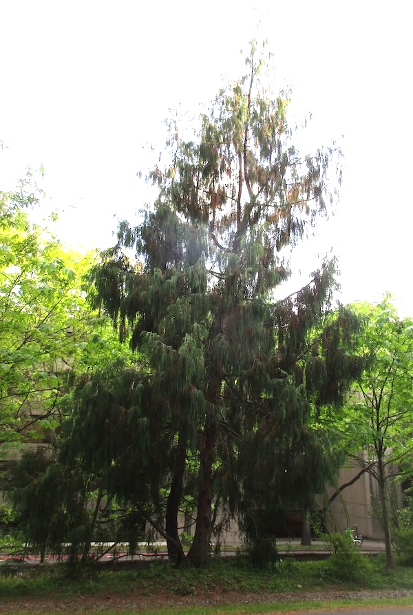 Cupressus cashmeriana