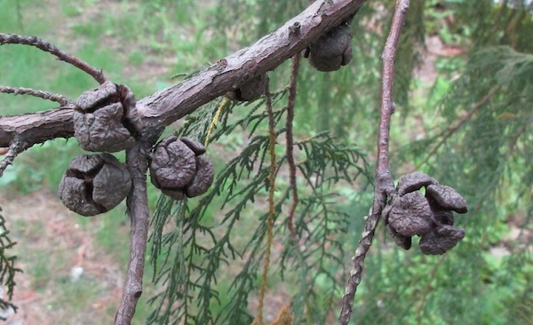 Cupressus cashmeriana