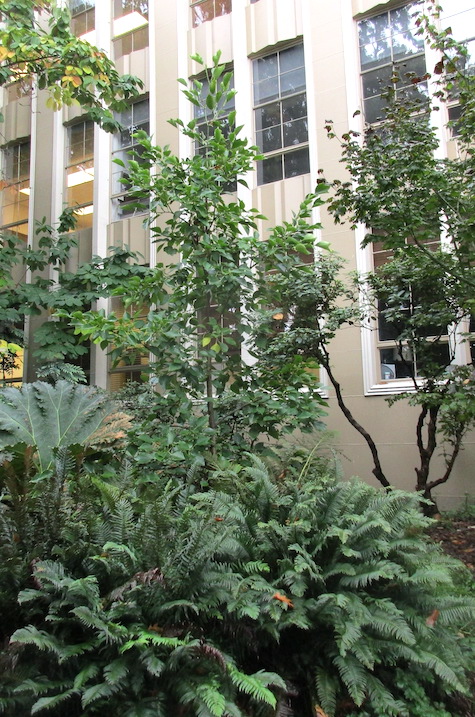 ExBucklandia Tree at Seattle U