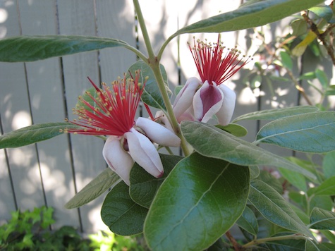 Pineapple Guava blossom