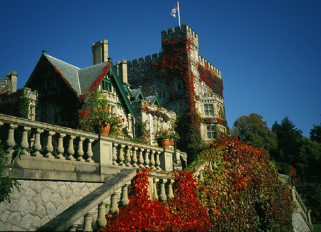 Virginia Creeper in October