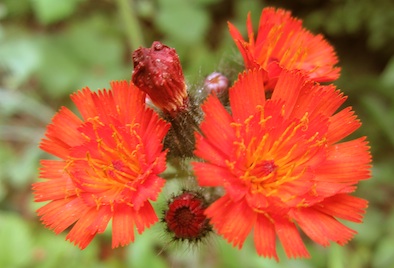 Orange Hawkweed