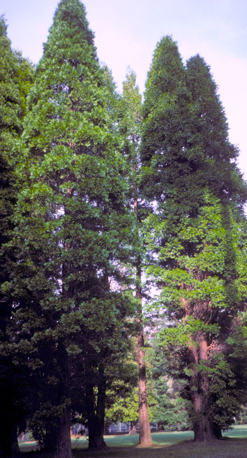 Incense Cedar; <i>Calocedrus decurrens</i>