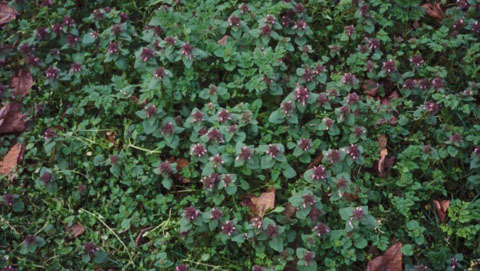 Red Dead-Nettle