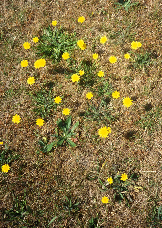 Hawkbit