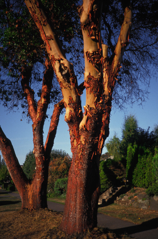 Madrona street-trees