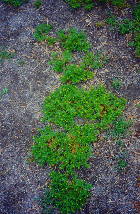 Pineapple weed