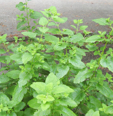 Lemon Balm