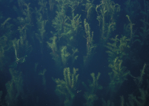 water milfoil in lake