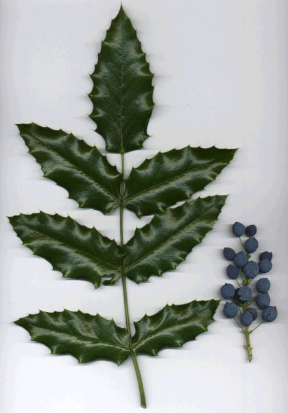 Oregon Grape photo