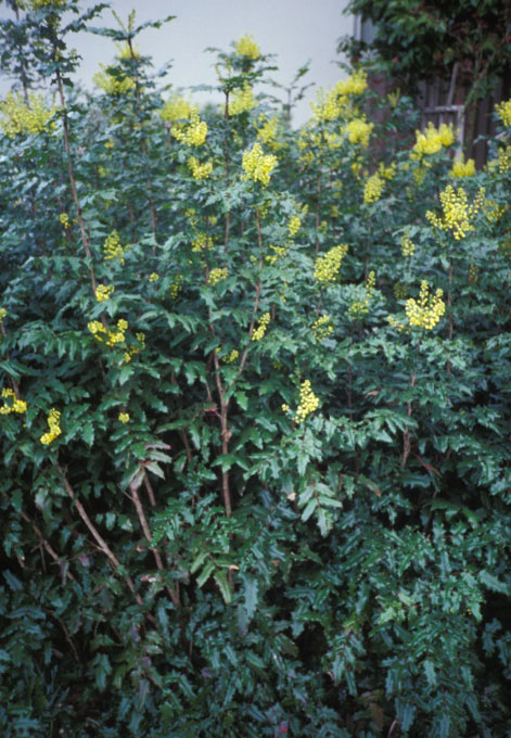 Oregon Grape in flower