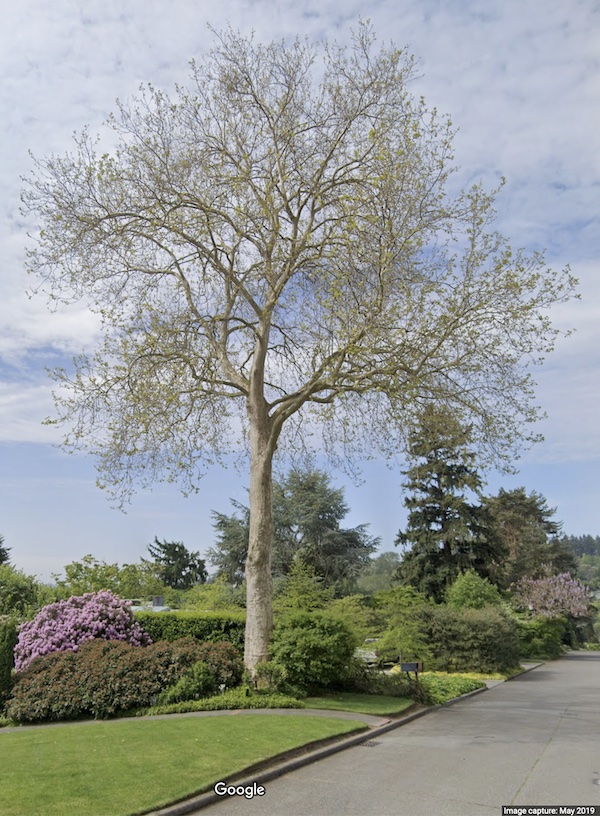 Windermere hybrid Planetree