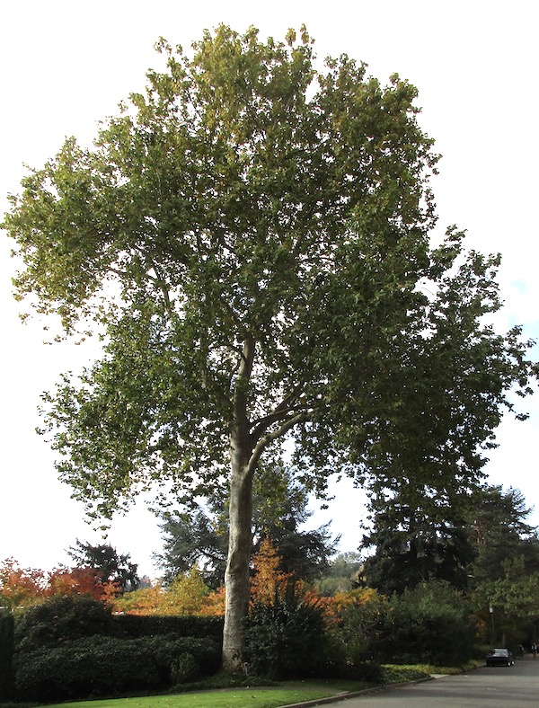 Windermere hybrid Planetree