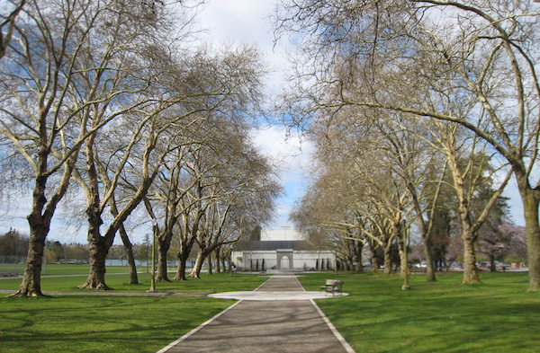 'Pyramidalis' Hybrid Planetrees at Seattle's Green Lake