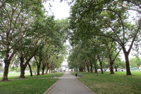 'Pyramidalis' Hybrid Planetrees at Seattle's Green Lake