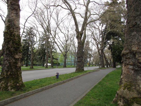 'Pyramidalis' Hybrid Planetrees at Seattle's UW campus Memorial Way