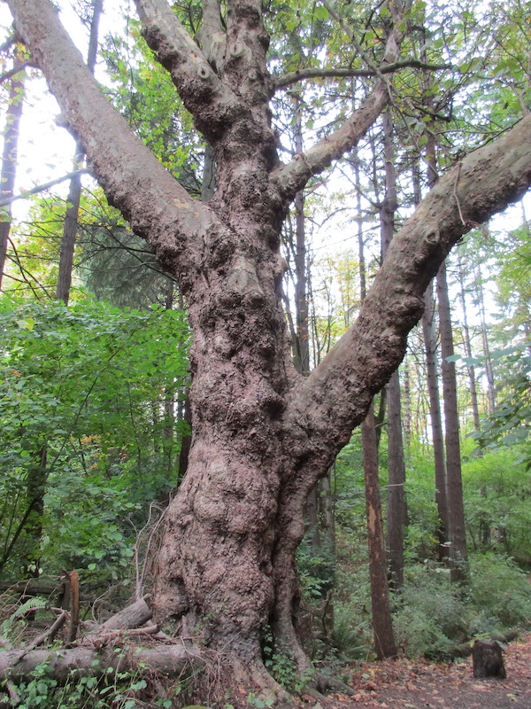 Pyramidalis' Hybrid Planetrees at Seattle's Interlaken Park