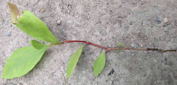 'Pyramidalis' Hybrid Planetrees seedling from Seattle