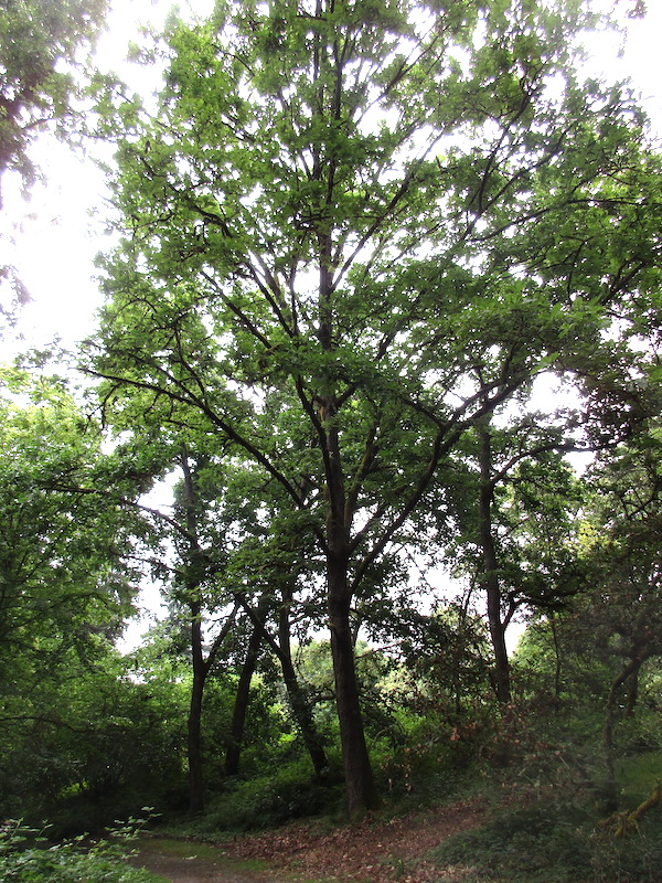 Quercus dentata