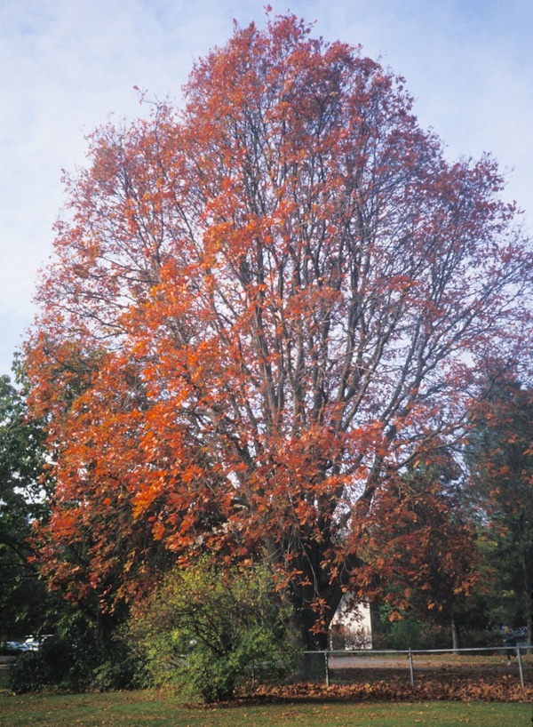 Quercus dentata