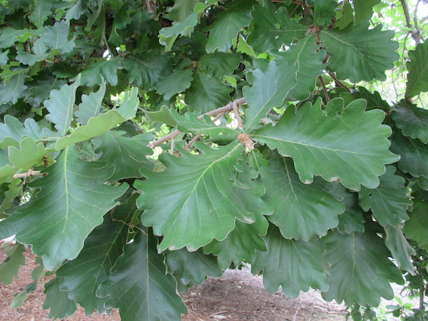 Quercus dentata