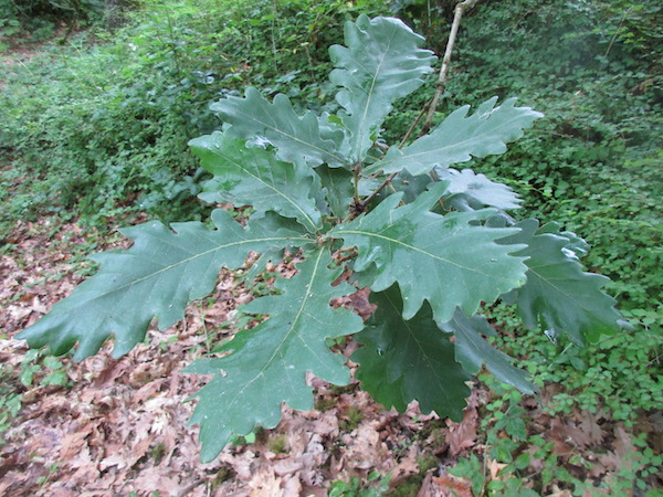 Quercus dentata