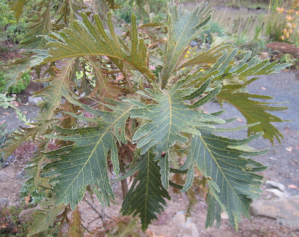 Quercus dentata