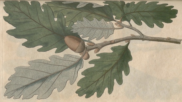 Quercus petræa