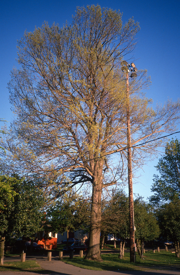 Quercus petræa